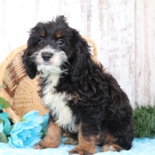 Cockapoo Puppy Bear