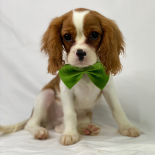 Cavalier King Charles Spaniel Puppy Rex