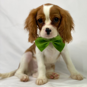 Cavalier King Charles Spaniel Puppy Rex