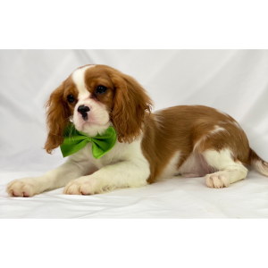 Cavalier King Charles Spaniel Puppy Rex