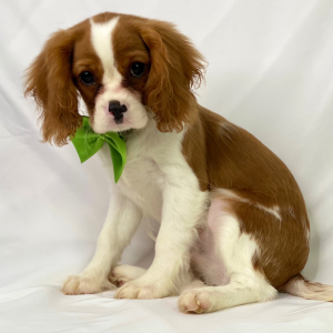 Cavalier King Charles Spaniel Puppy Rex