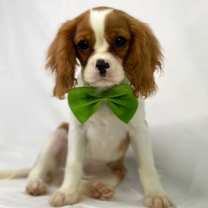 Cavalier King Charles Spaniel Puppy Rex