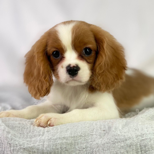 Cavalier King Charles Spaniel Puppy River