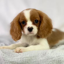 Cavalier King Charles Spaniel Puppy River