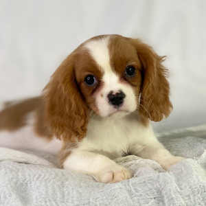 Cavalier King Charles Spaniel Puppy River