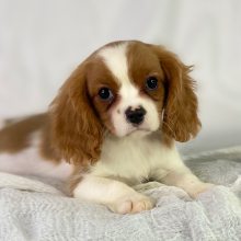 Cavalier King Charles Spaniel Puppy River