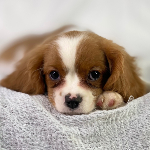 Cavalier King Charles Spaniel Puppy River