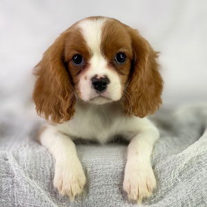 Cavalier King Charles Spaniel Puppy River