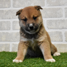Shiba Inu Puppy Niko