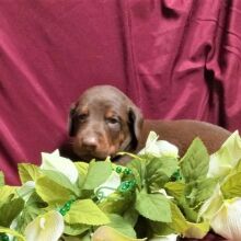 Doberman Pinscher Puppy Damen