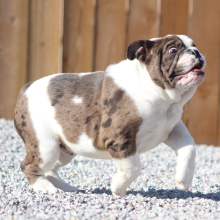 Victorian Bulldog Puppy Michael Knight