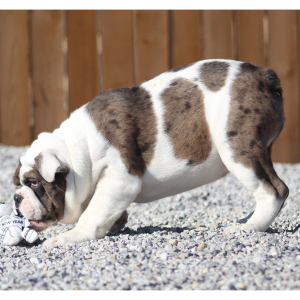 Victorian Bulldog Puppy Michael Knight