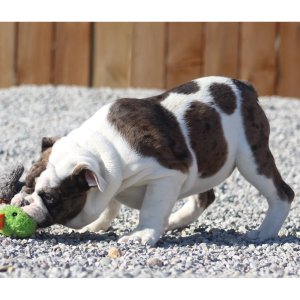 Victorian Bulldog Puppy Michael Knight