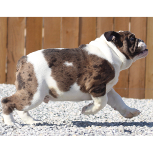 Victorian Bulldog Puppy Michael Knight
