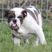 Victorian Bulldog Puppy Michael Knight