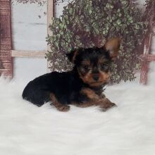 Yorkshire Terrier Puppy Toby