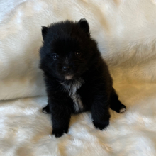 Pomeranian Puppy Sandy