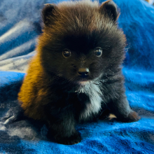Pomeranian Puppy Sandy