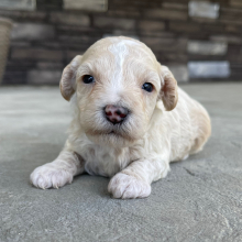 Bichonpoo Puppy Dubbs