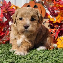 Havapoo Puppy Emily