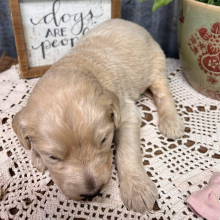 Labradoodle Puppy Avery