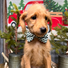 Labradoodle Puppy Mr. Ace