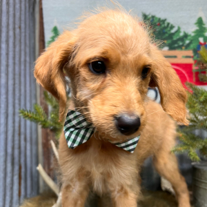 Labradoodle Puppy Mr. Ace