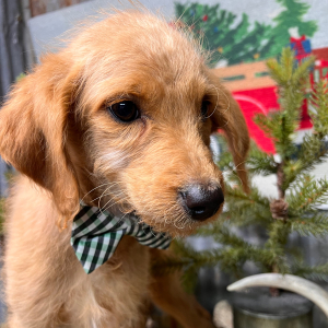 Labradoodle Puppy Mr. Ace