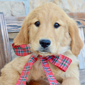 Golden Retriever Puppy Stella