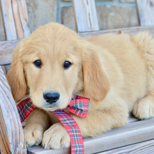 Golden Retriever Puppy Stella