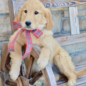 Golden Retriever Puppy Stella