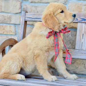 Golden Retriever Puppy Stella