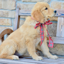 Golden Retriever Puppy Stella