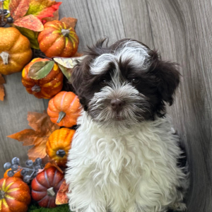 Havanese Puppy Max