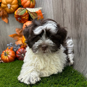 Havanese Puppy Max