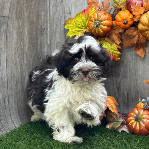 Havanese Puppy Max