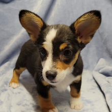 Pembroke Welsh Corgi Puppy Boujee