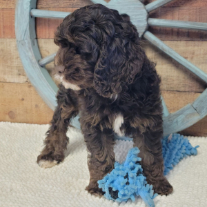 Cockapoo Puppy Carter