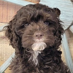 Cockapoo Puppy Carter