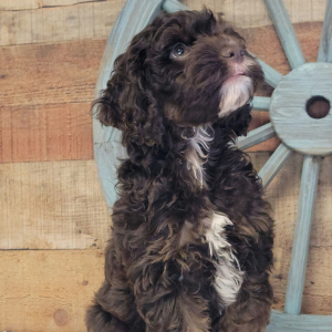 Cockapoo Puppy Carter