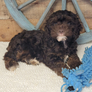 Cockapoo Puppy Carter