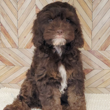 Cockapoo Puppy Carter