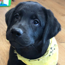 Labrador Retriever Puppy Mash
