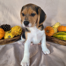 Beagle Puppy Beau