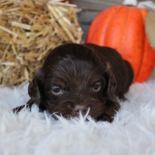 Cocker Spaniel Puppy Corbin