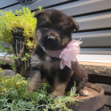 German Shepherd Dog Puppy Rose
