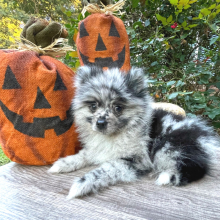 Pomeranian Puppy Zachariah