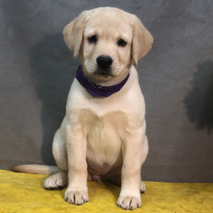 Labrador Retriever Puppy Ammie