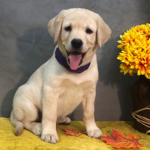 Labrador Retriever Puppy Ammie