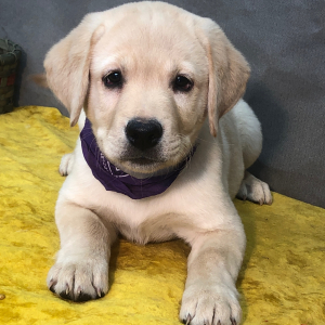 Labrador Retriever Puppy Ammie